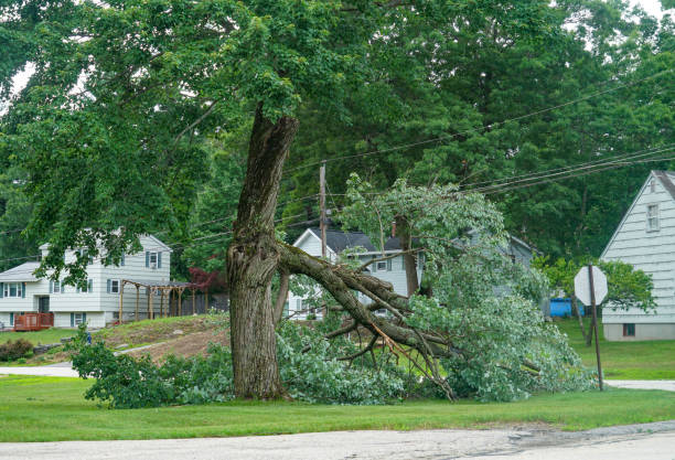 Best Fruit Tree Pruning  in Crookston, MN